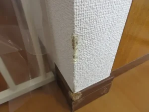 壁紙と巾木が齧られている状態