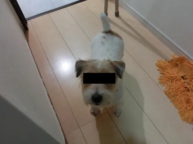 ペット壁保護シートを貼るきっかけになった犯人（犬）