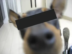 壁の角を齧った子犬のアップ