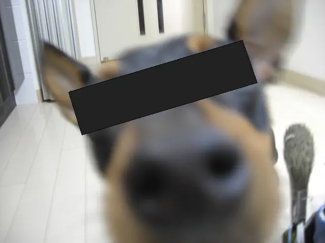 壁の角を齧った子犬のアップ