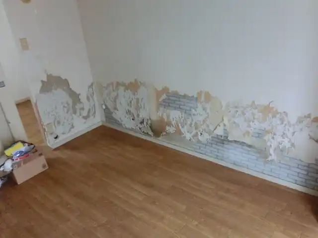 部屋の壁は全てシベリアンハスキーに激しくほじられている様子