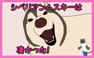 「シベリアンハスキーは凄かった！」のアイキャッチ