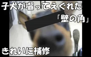 「賃貸物件で子犬が囓ってえぐれた「壁の角」をきれいに補修【中央区】」のアイキャッチ