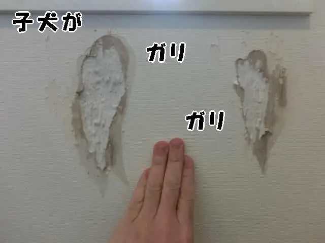 子犬がガリガリして壁が破損した状態