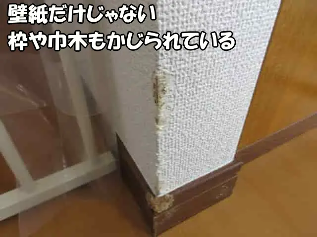 壁紙と巾木が齧られている状態