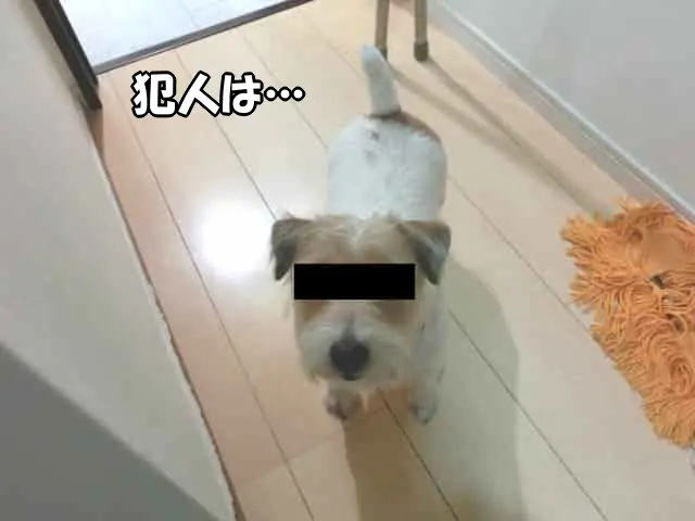 「ペット壁保護シート」を貼るきっかけになった犯人(犬)