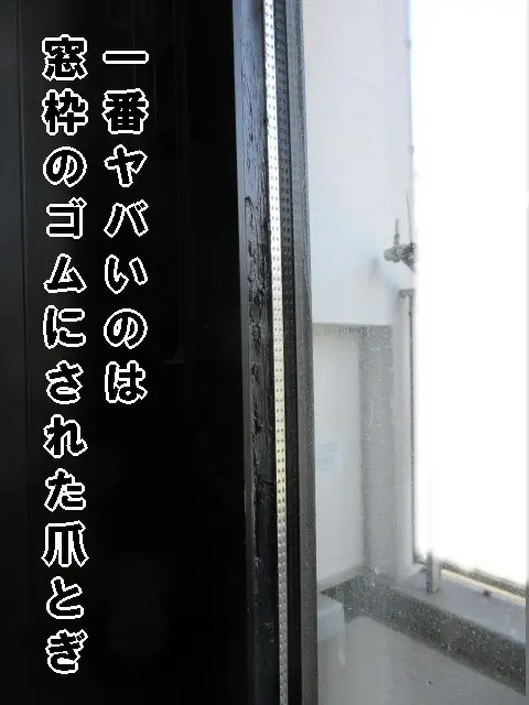 窓枠のゴムに残った猫の爪とぎ跡がヤバい