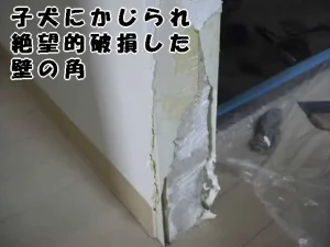 子犬が齧り、石膏ボードが「はえぐれ、角の建材（コーナー）もかじり取られて絶望的に破損した壁の角です