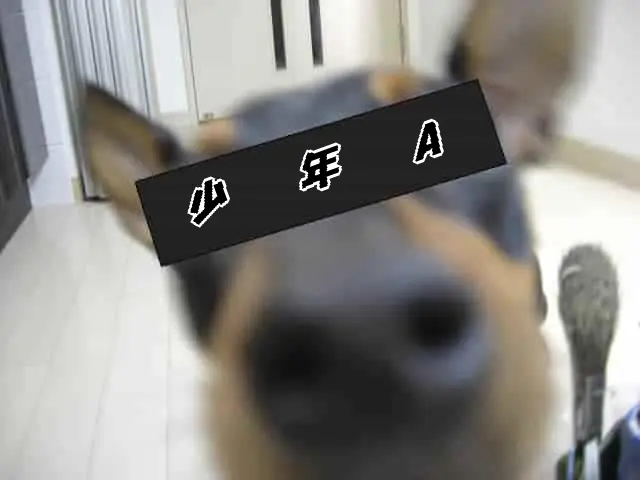 壁の角を齧った子犬のアップ