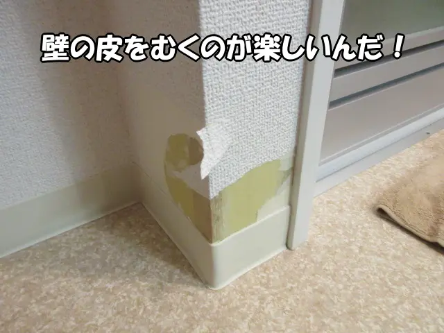 ボクが齧った「壁の角」の様子