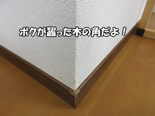 ボクが齧った木の角の様子