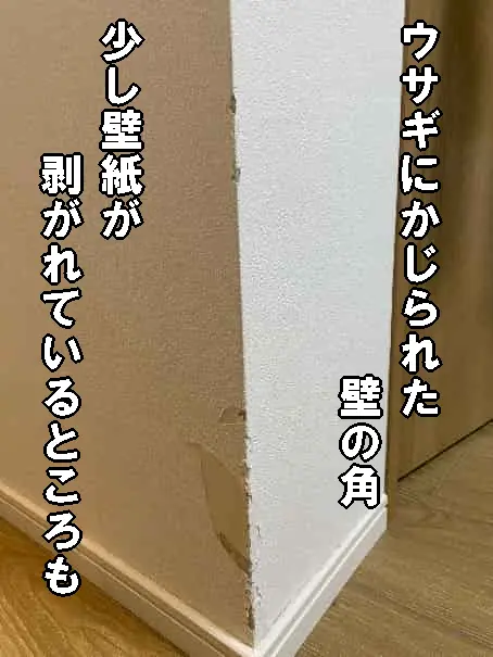 賃貸物件で、ウサギにかじられた壁の角の壁紙の状態