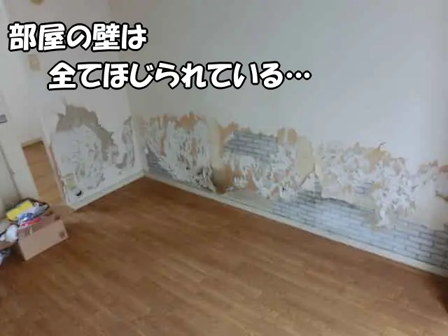 部屋の壁は全てシベリアンハスキーに激しくほじられている様子